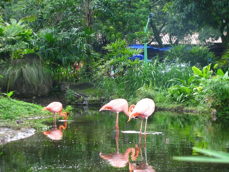 Que faire à Cali : Zoológico de Cali